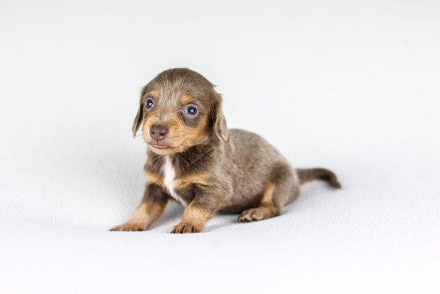 Image 3 of Female Isabella Long haired miniature dachshunds