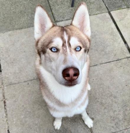 Image 4 of Siberian Husky 17 months old NOW SOLD