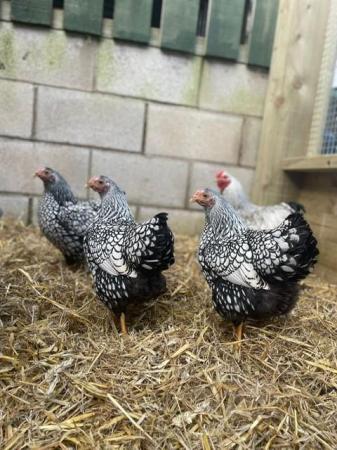 Image 1 of Silver lace Wyandotte Hatching eggs and chicks available!