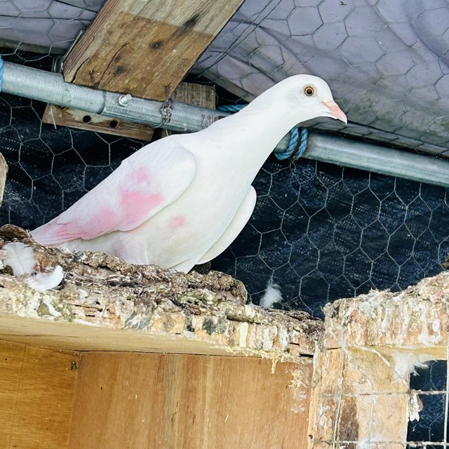 High flyer pigeon Indian breed malvi — Pets & Animals in Chelmsford