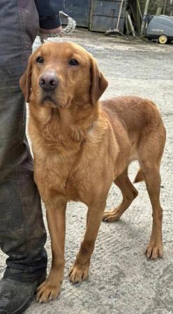 Image 6 of Jac - male fox red labrador
