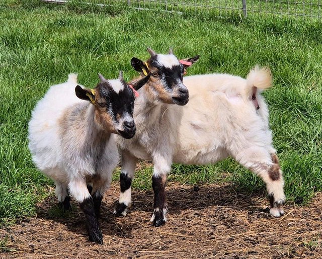 Preview of the first image of 3 Young Pygmy Nanny Goats.