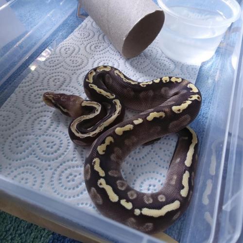 Cb24 Male Pastel Ghi Mojave Royal Python For Sale in Doncaster, South ...