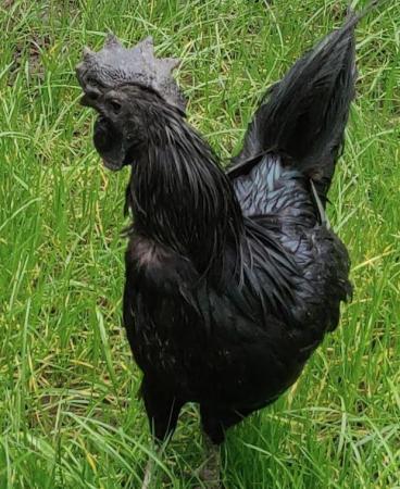 Image 3 of Ayam Cemani breed for sale in London