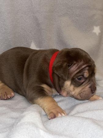 Image 16 of Pocket bully puppies for sale abkc registered