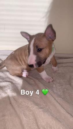 Image 7 of Miniature Bull Terrier Puppies