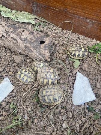 Image 2 of Hermann tortoise 2024 hatchlings for sale