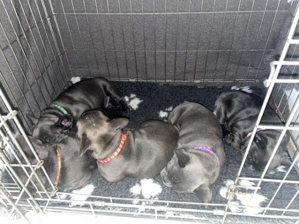 Image 27 of ***ALL SOLD*** - Stunning blue French bulldogs KC registered
