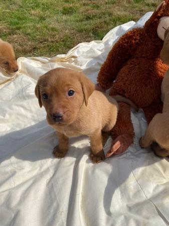 Image 2 of Gorgeous quality litter of KC registered labradors!