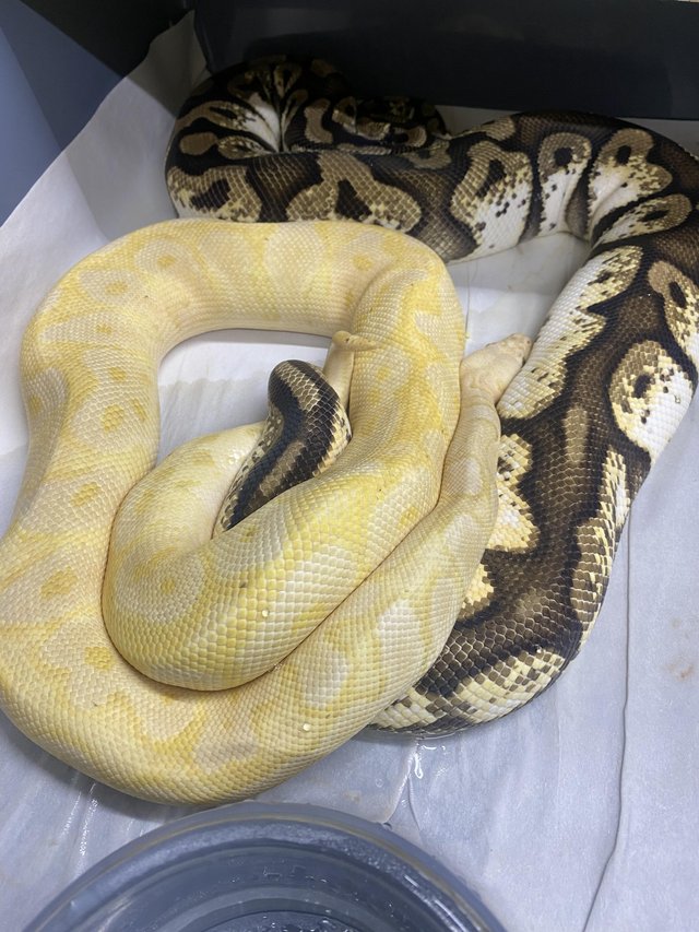 Preview of the first image of Male banana pastel clown royal python.