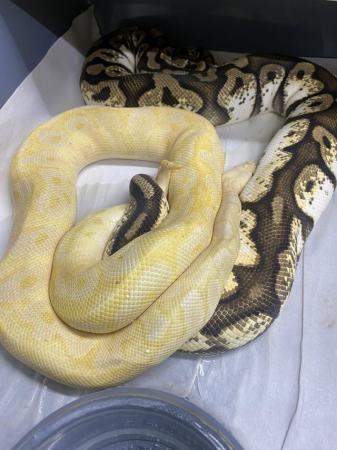 Image 1 of Male banana pastel clown royal python