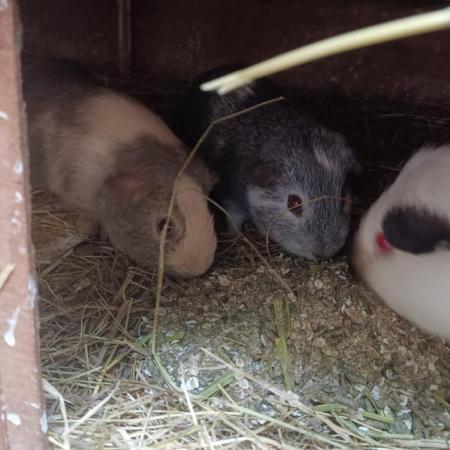 Image 1 of Guinea pig boars baby young pretty smooth cream funky