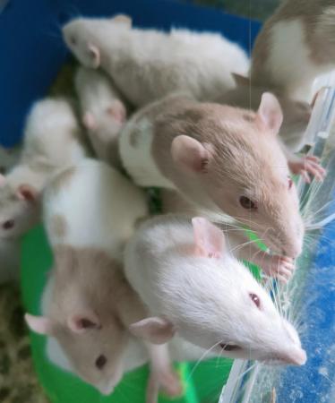 Image 5 of YOUNG (17 WKS) MALE & FEMALE RATS FOR SALE