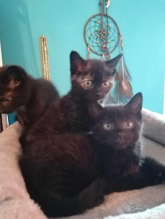 Preview of the first image of Lovely kittens for sale ready for loving homes.