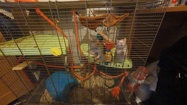 Image 4 of 2x male rats with setup, bedding and food.