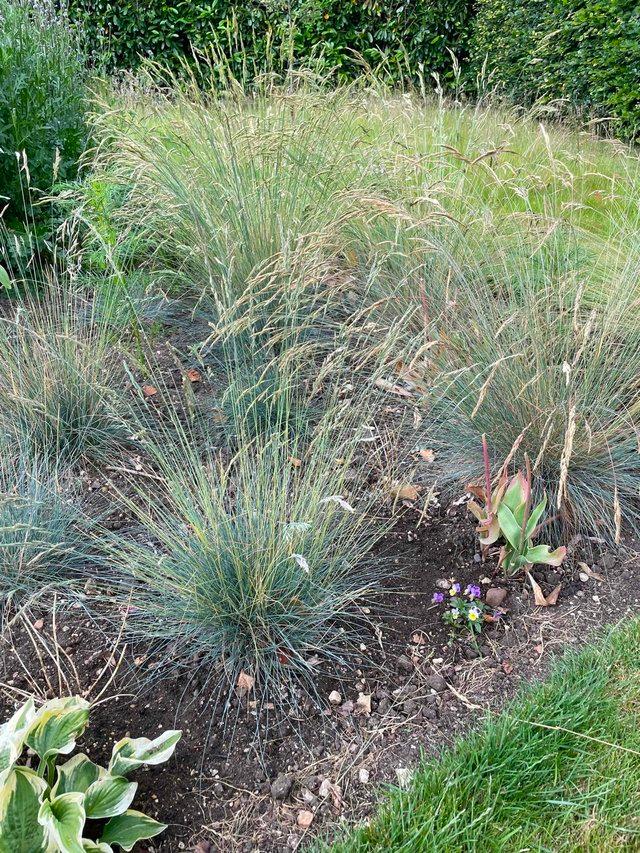 Preview of the first image of Grasses. Festuca Glauca Blue Select.