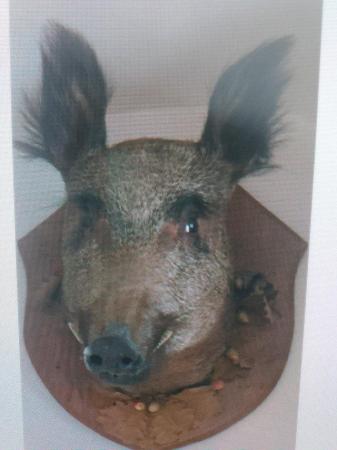 Image 2 of Large wild boars head on wall mounting plaque