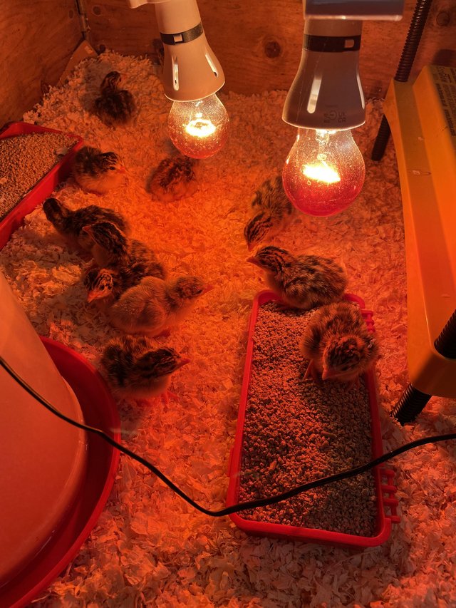 Preview of the first image of Guinea fowl keets chicks day old.