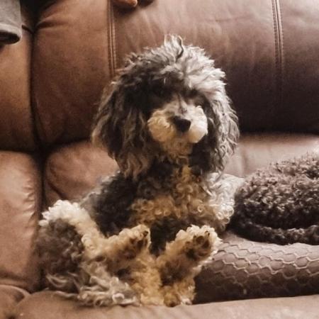 Image 5 of TOY poodle - READ ADVERT