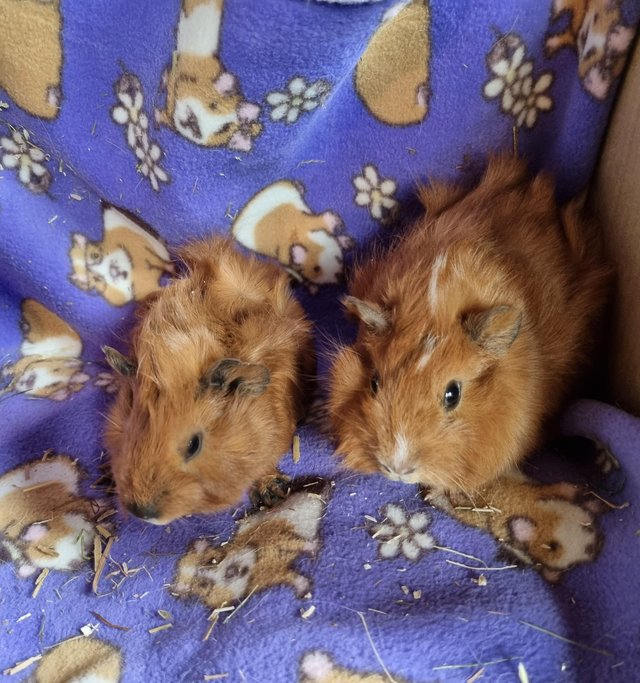 Preview of the first image of Baby Female Guinea Pigs Abbysinian X Californian.