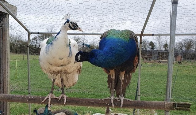 Image 6 of Peacocks, Peafowl, Peahens for sale