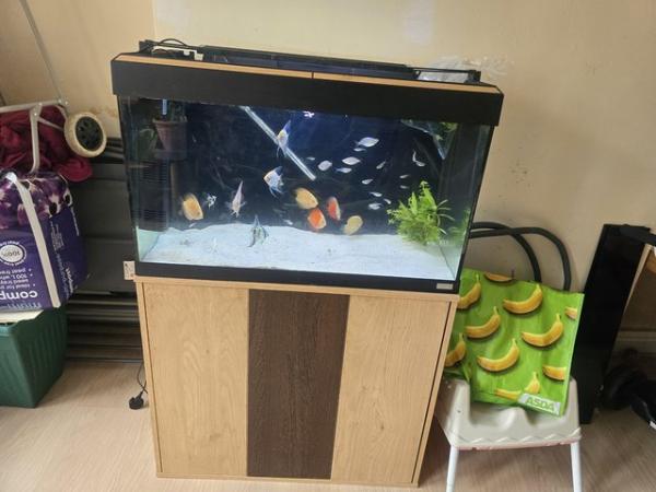 Image 4 of Discus and more fishes and fish tanks
