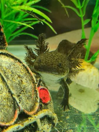 Image 3 of 7 month old axolotls unsexed