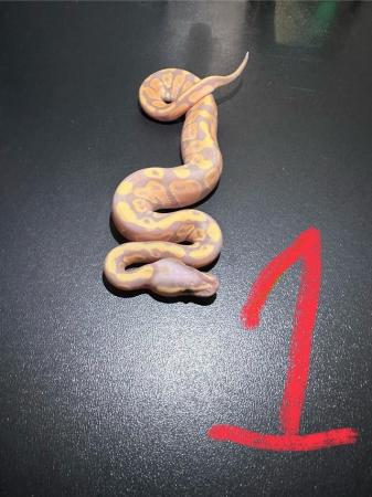 Image 5 of (Reduced prices) Hatchling ball pythons for sale
