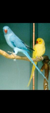 Image 1 of Ringnecks in different colours