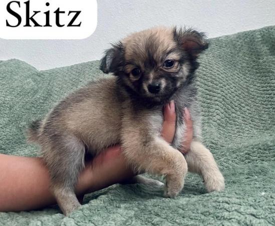 Image 7 of Gorgeous chihuahua puppies available