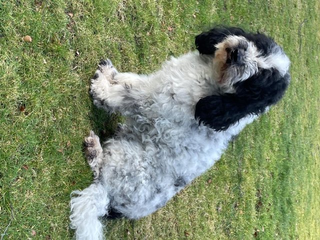 Preview of the first image of 2 yr old Male Cockapoo reluctantly for sale.