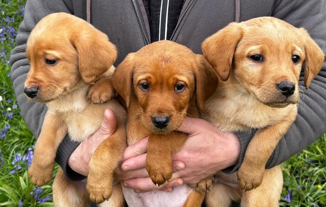 Image 1 of Gorgeous Pedigree Working Fox Red Labrador Puppies! 2 LEFT!