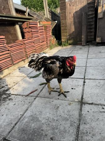 Image 3 of Exceptional Quality Shamo Chickens: Exclusive Sale