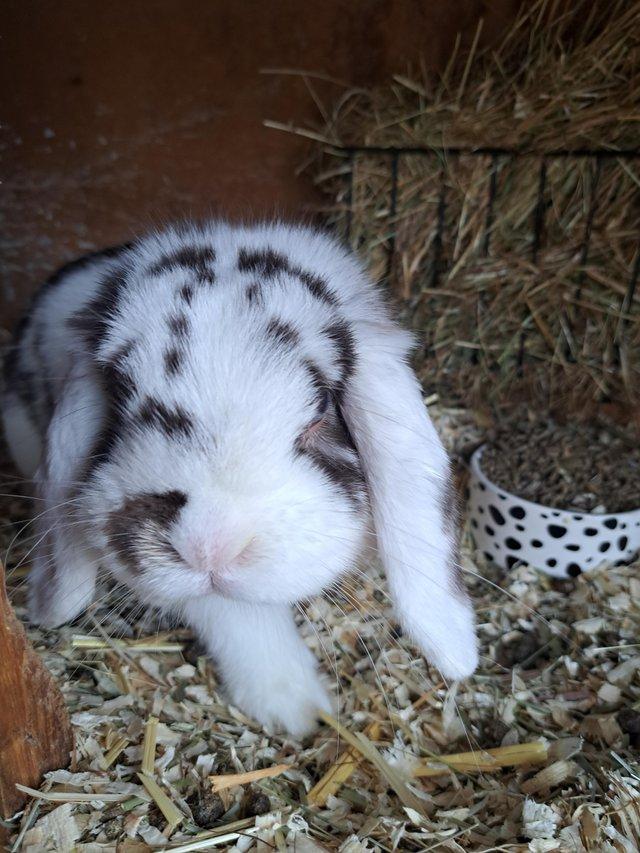 Preview of the first image of 8wk old mini lop cross Dutch bunnies.