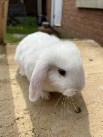 Image 11 of Baby Mini Lop bunnies for new homes