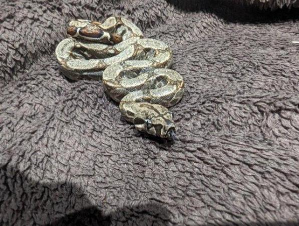 Image 8 of Baby Boa Constrictor Imperator