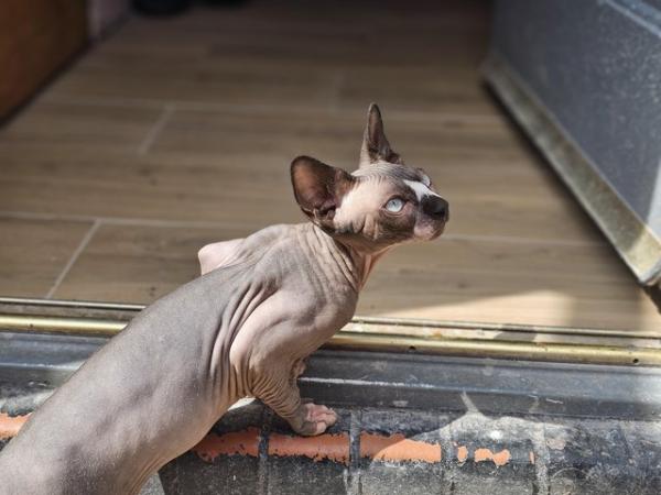 Image 14 of Gccf male sphynx kitten from health tested parents