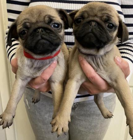 Image 9 of KC Registered Pug Puppies