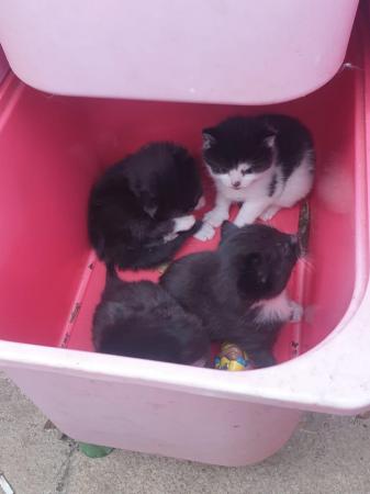Image 2 of Beautiful kittens looking for their forever homes