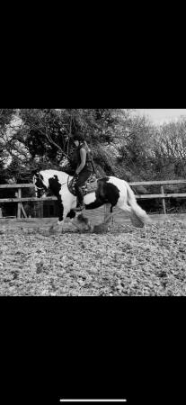 Image 2 of Fun 14.1hh loveable cob for loan