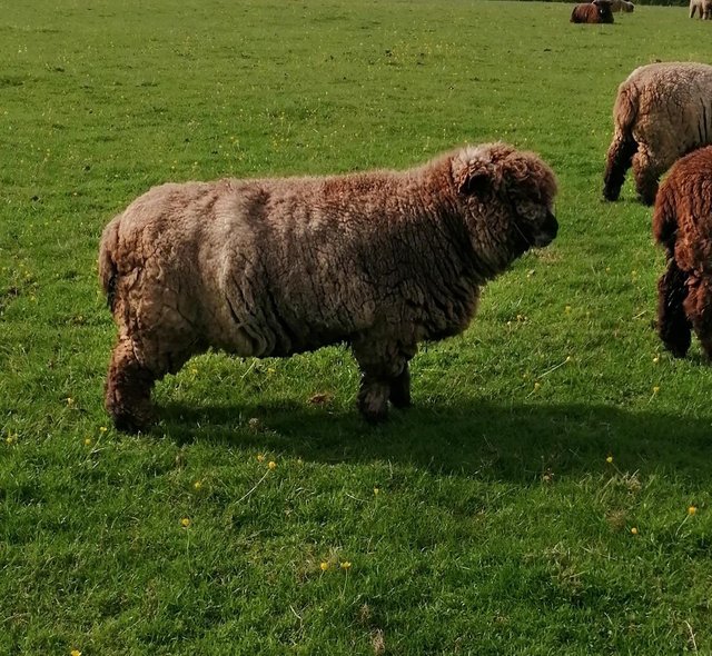 Preview of the first image of Coloured Ryeland  ewe sheep.