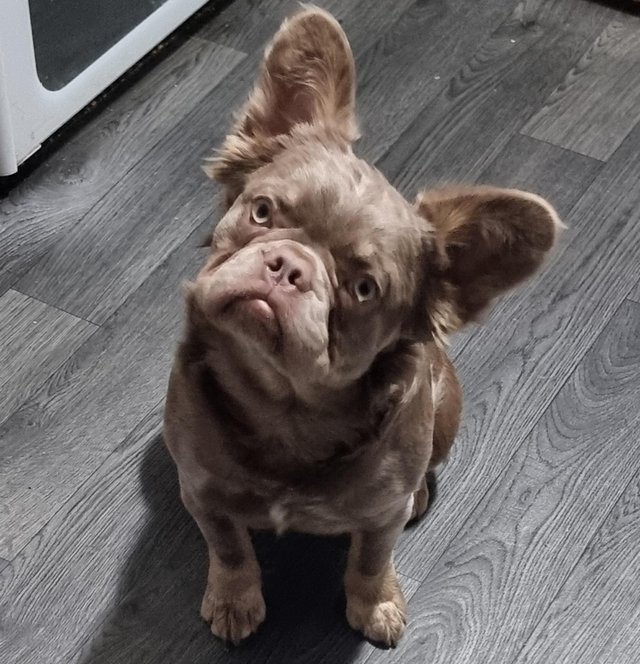Preview of the first image of 7 month female french bulldog new shade isabella fluffy.