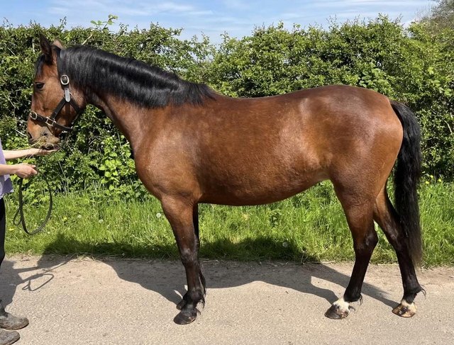 Preview of the first image of 14.2hh Registered Connemara.