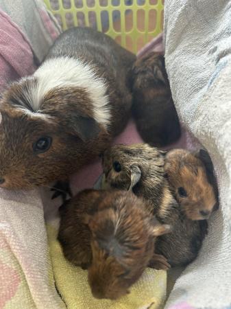 Image 3 of baby guinea pigs *ready in august*