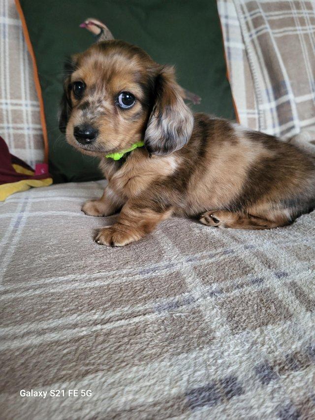 Preview of the first image of Stunning long hair mini Dachshund KC.