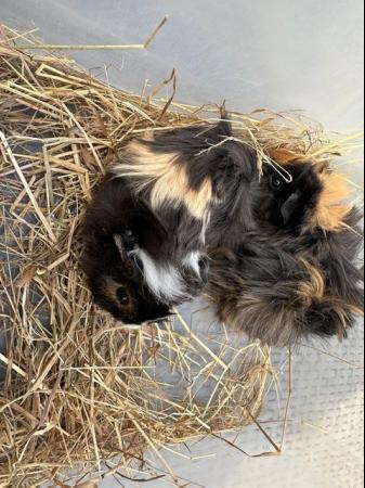 Image 7 of 2 left x Pretty funky haired female guinea pigs.