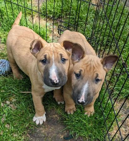 Image 8 of QUALITY K.C. REG PUPS READY NOW