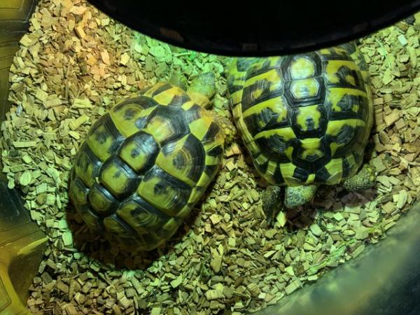 Image 4 of Herman Tortoises 1 male 1 female 4 years ol