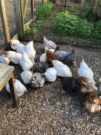Image 2 of Various POL Hens available