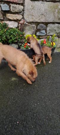 Image 2 of Gorgeous Lakeland X Collie Puppies *1 girl left*